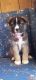 Akita Puppies for sale in Martinsville, VA 24112, USA. price: $400