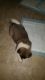 Akita Puppies for sale in Columbus, OH, USA. price: NA