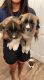 Akita Puppies for sale in Porter, TX 77365, USA. price: $600