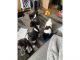 Akita Puppies for sale in Los Angeles, CA, USA. price: $900