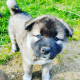 Akita Puppies for sale in Shelton, WA 98584, USA. price: $700