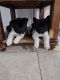 Akita Puppies for sale in Mt Dora, FL 32757, USA. price: NA