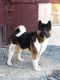Akita Puppies for sale in Parkesburg, PA 19365, USA. price: $500