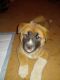 Akita Puppies for sale in 5802 W Bath Rd, Perry, MI 48872, USA. price: $500
