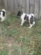 Akita Puppies for sale in Hope Mills, NC 28348, USA. price: NA