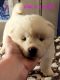 Akita Puppies for sale in Lonaconing, MD 21539, USA. price: $1,500