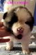 Akita Puppies for sale in Lonaconing, MD 21539, USA. price: NA