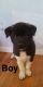 Akita Puppies for sale in Springfield, MA, USA. price: $1,500