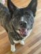 Akita Puppies for sale in Columbus, OH 43231, USA. price: NA