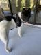 Akita Puppies for sale in Spring Hill, FL, USA. price: $1,000