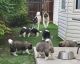 Akita Puppies for sale in Grand Junction, CO, USA. price: $950