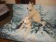 Akita Puppies for sale in Grand Junction, CO, USA. price: $800