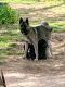 Akita Puppies for sale in Mannford, OK, USA. price: $400