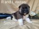 Akita Puppies for sale in Clayton, IL 62324, USA. price: $300,000