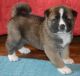 Akita Puppies for sale in Airville, PA 17302, USA. price: NA