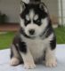 Akita Puppies for sale in Hardburly, KY 41722, USA. price: NA