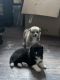 Akita Puppies for sale in Houston, TX, USA. price: $1,500