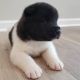 Akita Puppies for sale in Buford, GA, USA. price: $1,800