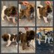 Akita Puppies for sale in P C BEACH, FL 32408, USA. price: NA