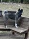 Akita Puppies for sale in Rochester Hills, MI, USA. price: $500