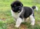 Akita Puppies for sale in Keene, NH 03435, USA. price: $800
