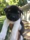 Akita Puppies for sale in South Bend, IN, USA. price: $1,500