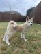 Akita Puppies for sale in Keller, TX, USA. price: NA