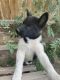 Akita Puppies for sale in Denver, CO, USA. price: $800