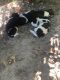 Akita Puppies for sale in Aiken, SC, USA. price: $500