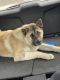 Akita Puppies for sale in Beverly Hills, CA 90210, USA. price: NA