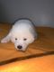 Akita Puppies for sale in North Las Vegas, NV, USA. price: $750
