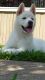 Akita Puppies for sale in Fort Worth, TX, USA. price: NA