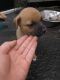 Akita Puppies for sale in Hortense, GA 31543, USA. price: NA