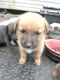 Akita Puppies for sale in Hortense, GA 31543, USA. price: NA