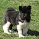 Akita Puppies for sale in Tennessee City, TN 37055, USA. price: $260