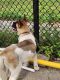 Akita Puppies for sale in 11941 S Union Ave, Chicago, IL 60628, USA. price: $500