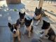 Akita Puppies for sale in Wildomar, CA, USA. price: NA