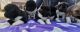 Akita Puppies for sale in NJ-27, Edison, NJ, USA. price: $300