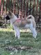 Akita Puppies for sale in Brookfield, MO 64628, USA. price: $500
