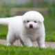 Akita Puppies for sale in New York, NY, USA. price: $600