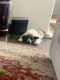 Akita Puppies for sale in Bakersfield, CA, USA. price: $500