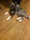 Akita Puppies for sale in Raleigh, NC, USA. price: $1,500