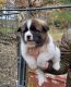 Akita Puppies for sale in Mansfield, MO 65704, USA. price: $1,100