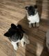 Akita Puppies for sale in South Corning, NY 14830, USA. price: $1,400
