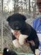 Akita Puppies for sale in Knoxville, TN, USA. price: $1,000