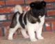 Akita Puppies for sale in Kent, WA, USA. price: $600