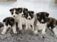 Akita Puppies for sale in Dallas, TX, USA. price: $600
