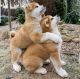 Akita Puppies for sale in Conroe, TX 77385, USA. price: NA