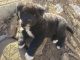Akita Puppies for sale in Littleton, CO, USA. price: $1,000