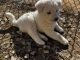 Akita Puppies for sale in Littleton, CO, USA. price: $1,000